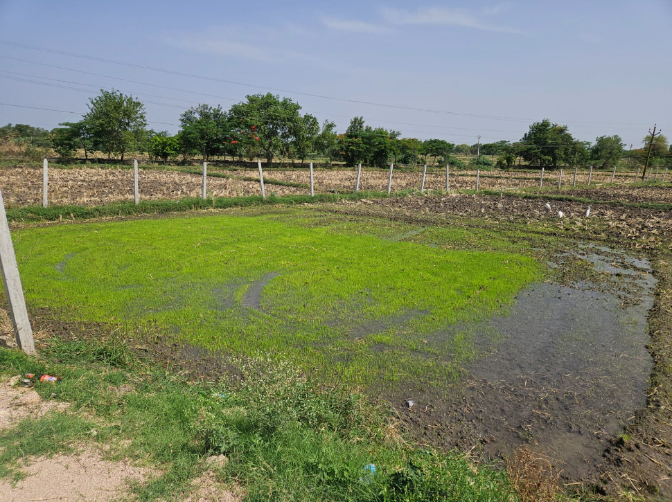 Prime Farm Land in Andole Sangareddy