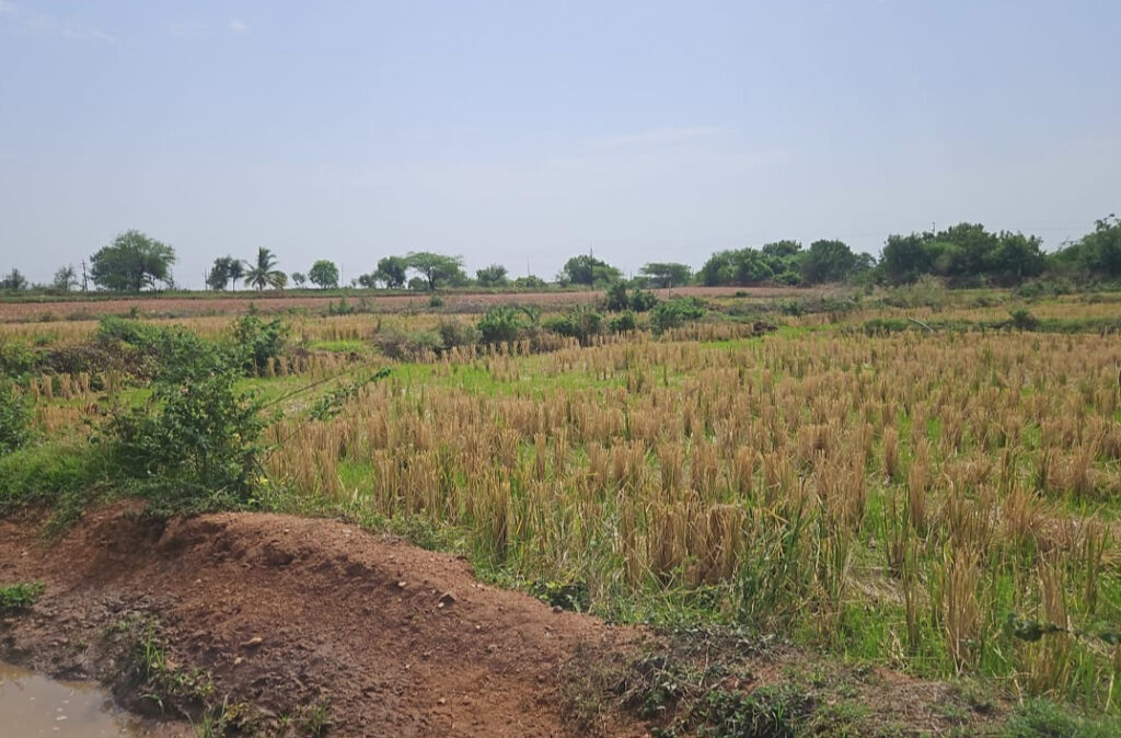 Farm House Land in Andole Sangareddy