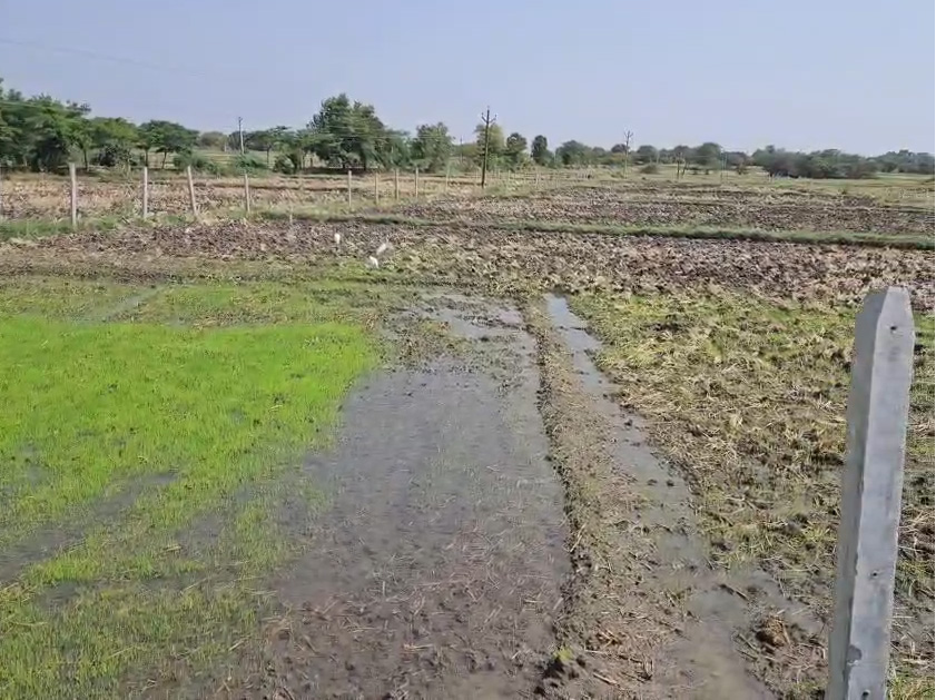 Farm Land Near NH161 Highway Jogipet