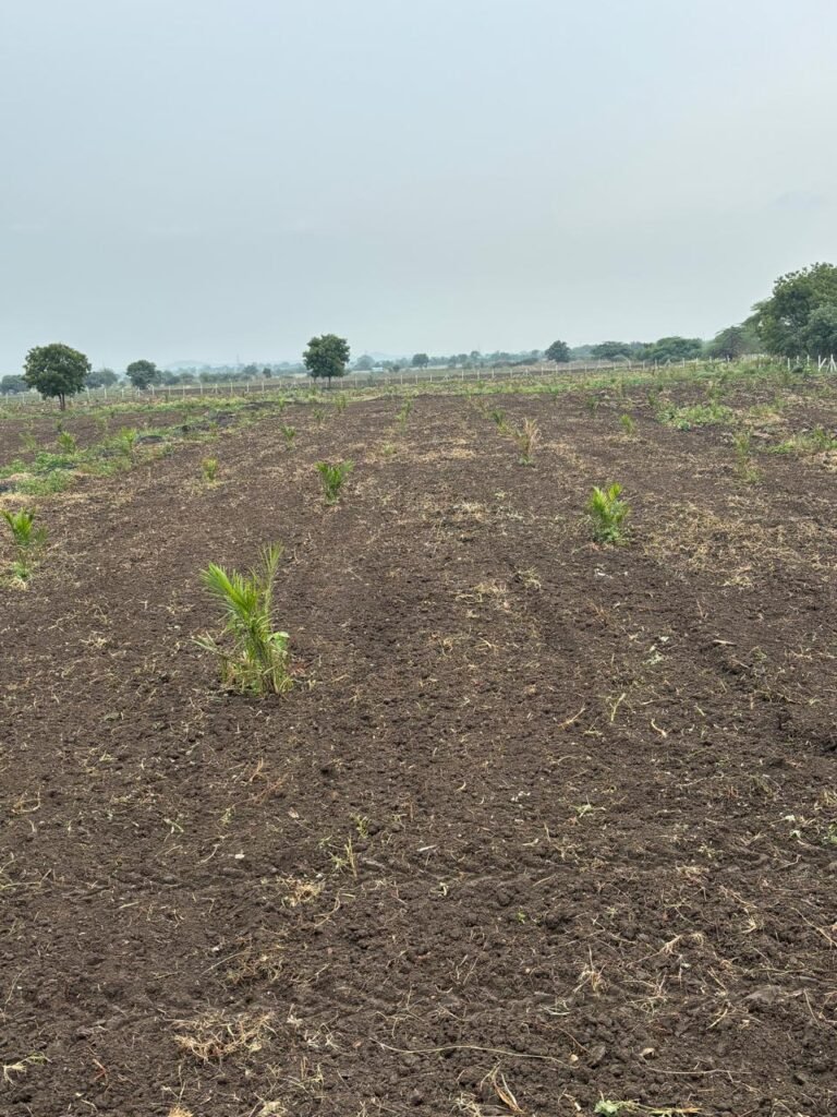 5 Acres Land for Sale in Jogipet