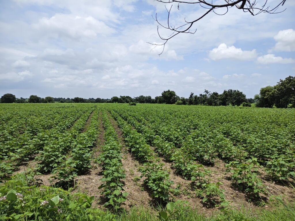 30 Guntas Agricultural Land for Sale Near Jogipet