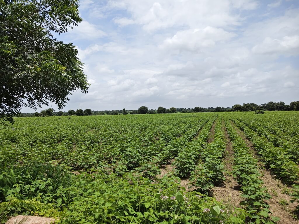 Clear Property Direct Owner Agricultural Land Near Jogipet
