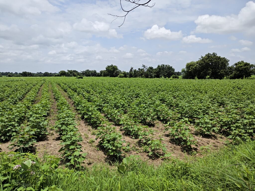Pure Black Soil Farm Land in Jogipet Area