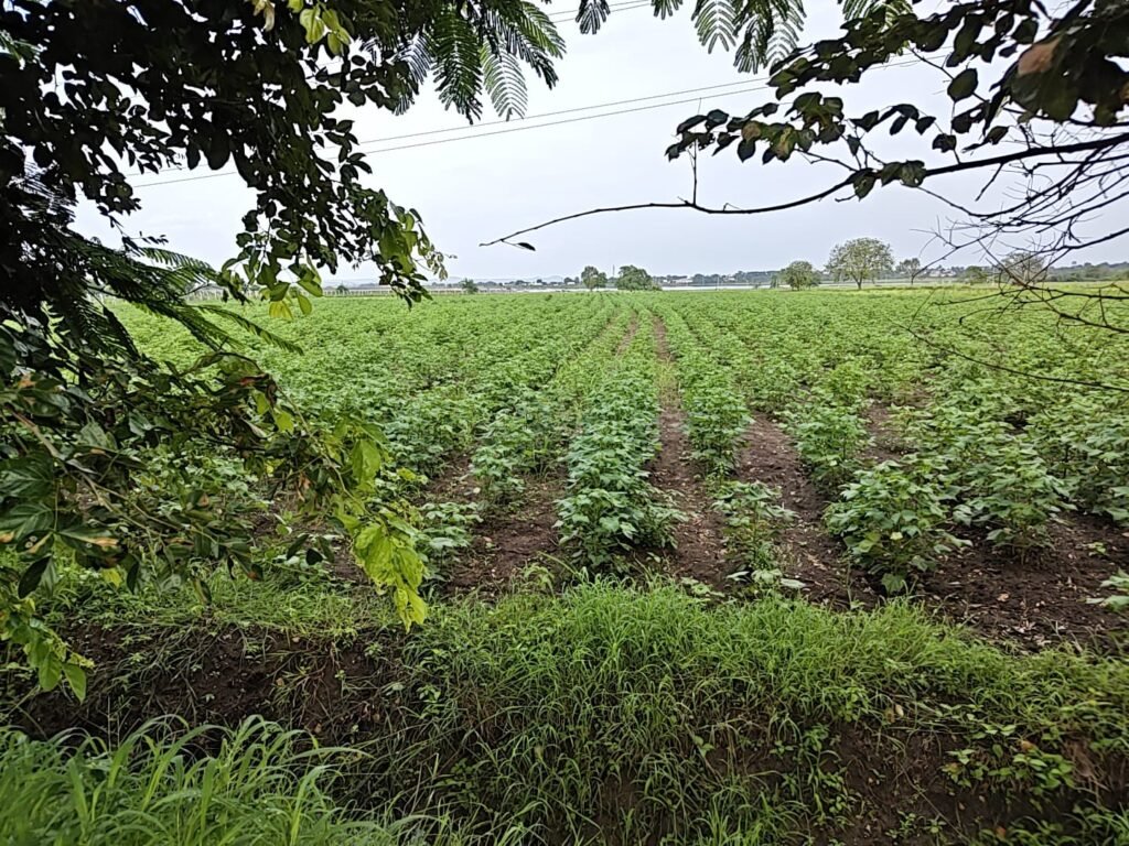 Agricultural Land for Sale in Jogipet