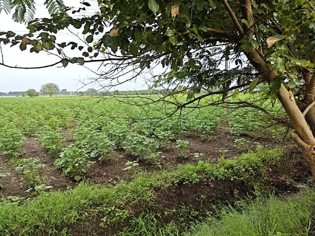 Agricultural Land in Sangareddy