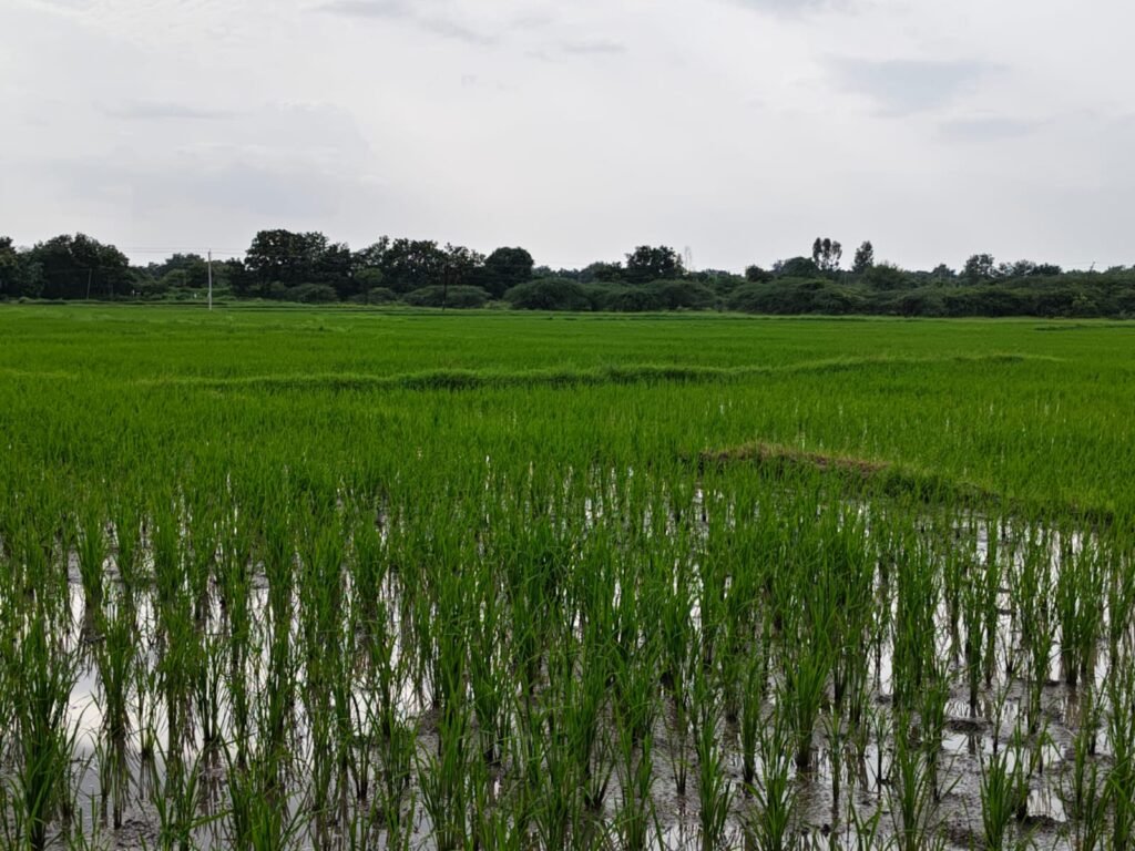 5 acrs land damber road bit masanpalli road kmlands