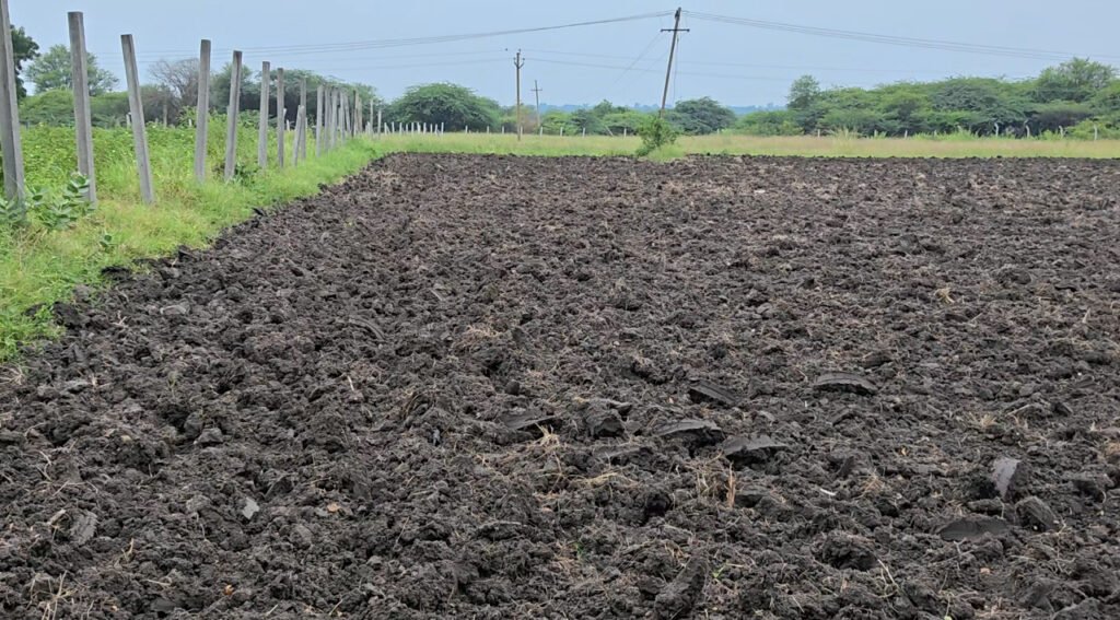 Mango Lemon Guava Plantation Agriculture Land