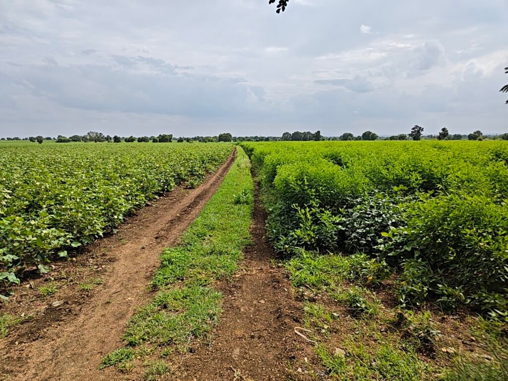Agricultural Land for Sale in Palvatla Village Sangareddy