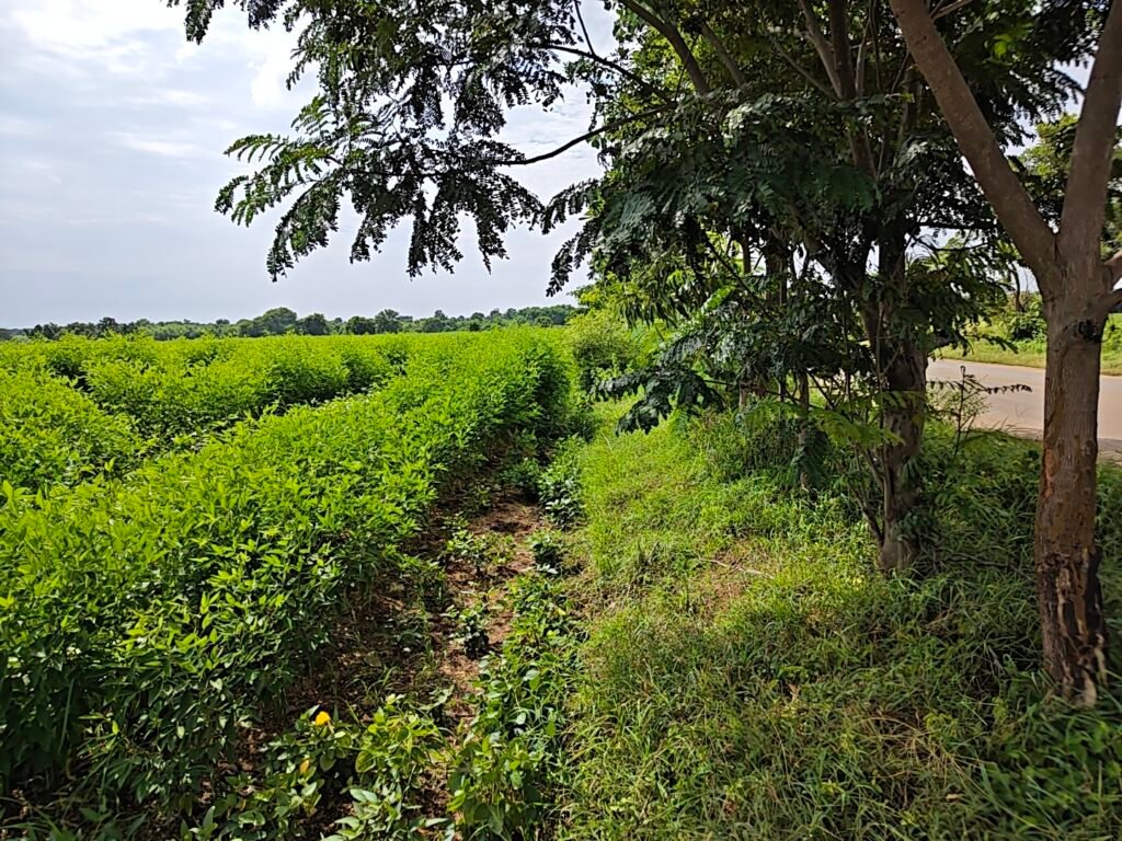 Farmhouse Land Near Vatpally Jogipet Watpally Road