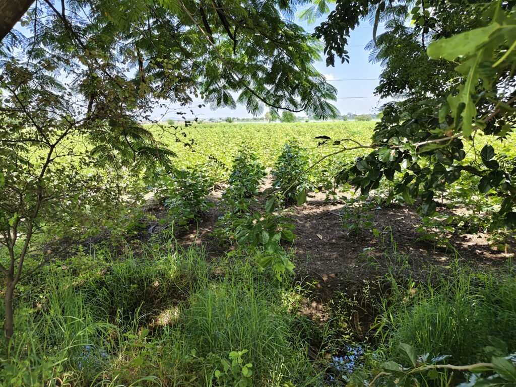 Farmhouse land near NH-161 Jogipet
