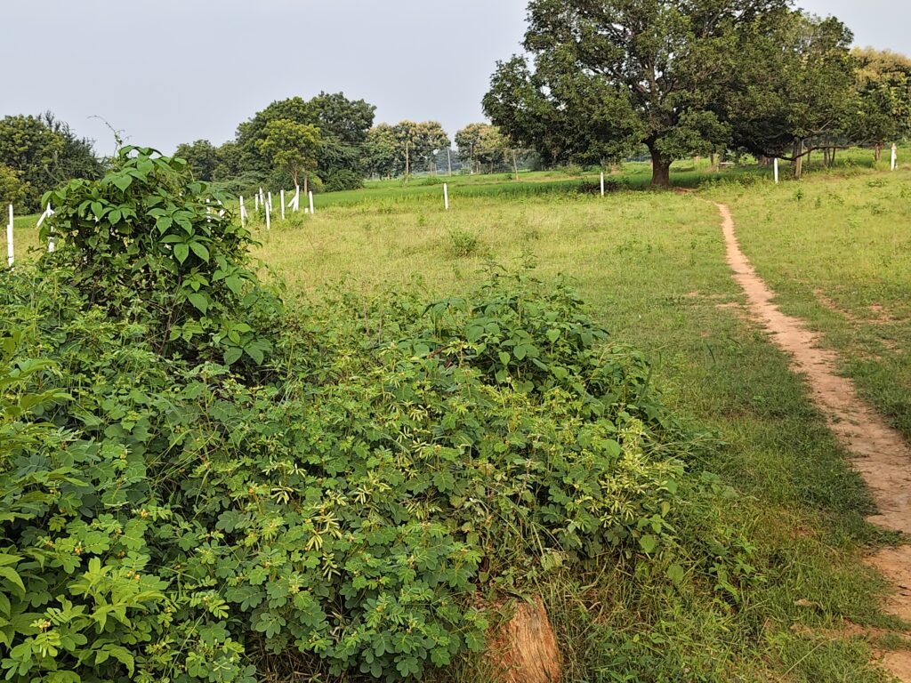 Nanded Highway దగ్గర 11 గుంటల భూమి