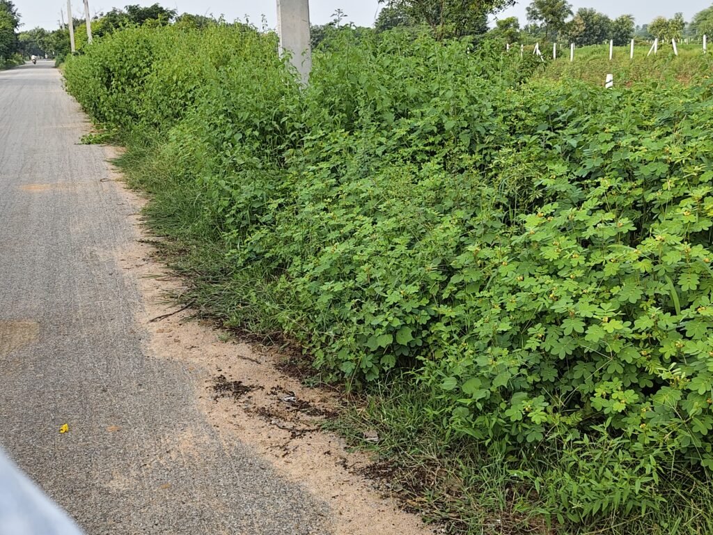 Sangareddy district farmhouse land for sale
