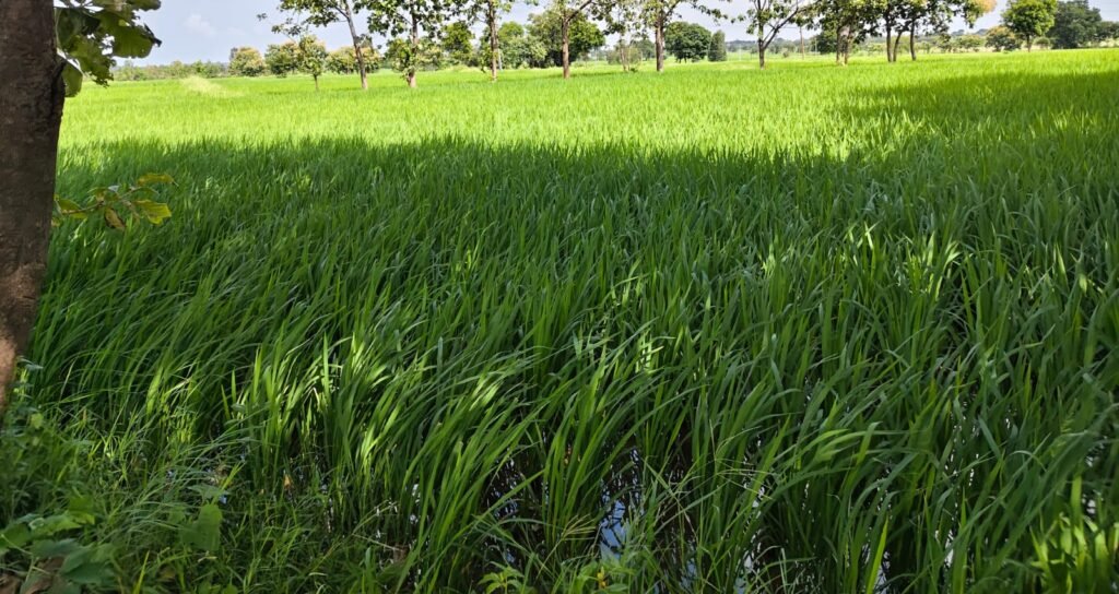 1 Acre 8 Guntas Land for Sale Near Jogipet