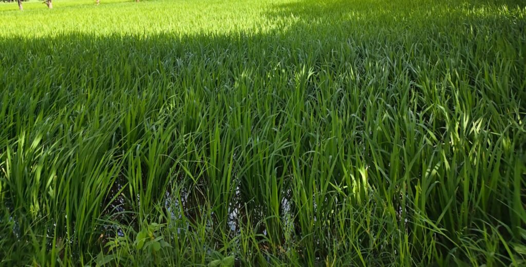 Farmhouse Land for Sale Near Jogipet