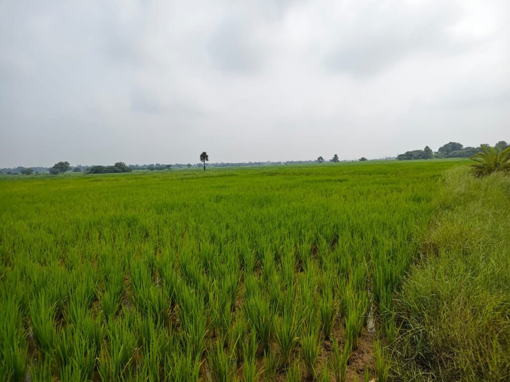 N.H.161 Highway సమీపంలో వ్యవసాయ భూమి