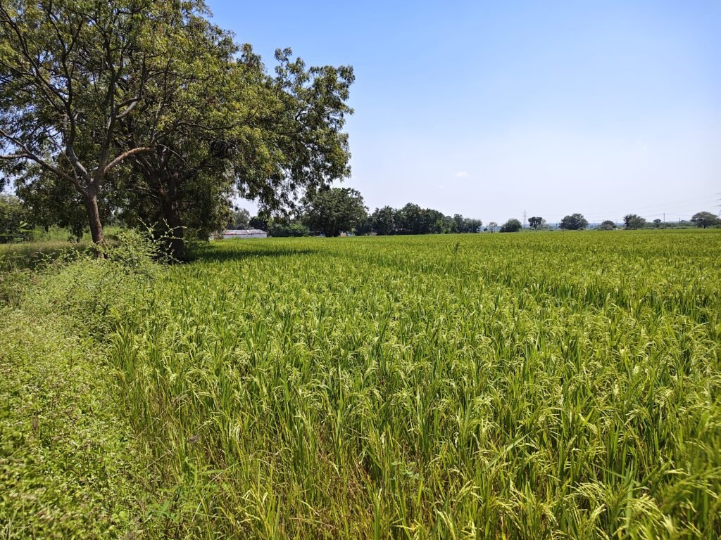 Andole Mandal agricultural land for sale