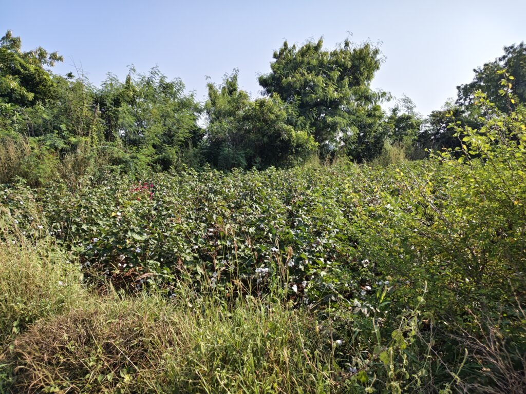 జోగిపేట దగ్గర అమ్మకానికి ఉన్న 2 ఎకరాల భూమి