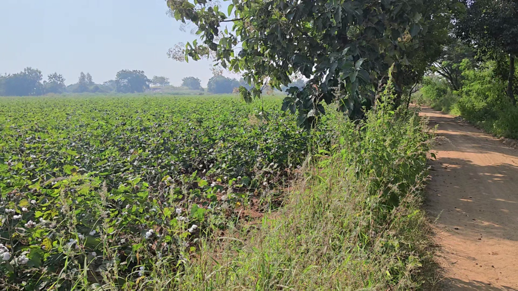 NH-161 హైవే సమీపంలో వ్యవసాయ భూమి