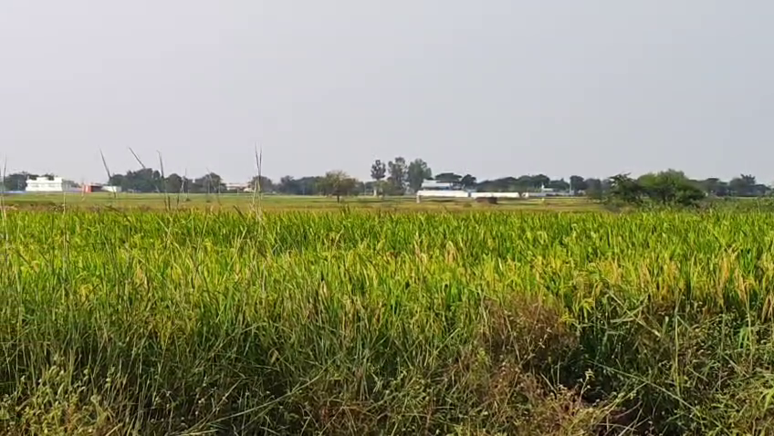 సంగారెడ్డి జిల్లాలో అమ్మకానికి ఉన్న వ్యవసాయ భూమి